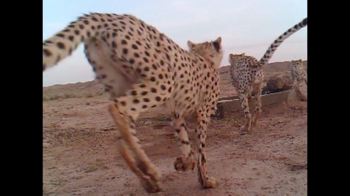 PRIX DE LA PROTECTION DE LA NATURE (1 200 €) : VORTEX DE FATHOLLAH AMIRI (60’ - 2019 - FATHOLLAH AMIRI &amp; DR. BAGHER NEZAMI - IRAN). Offert par la <a href="/LPOFrance/">LPO France</a> et Les Réserves Naturelles de France (RNA).