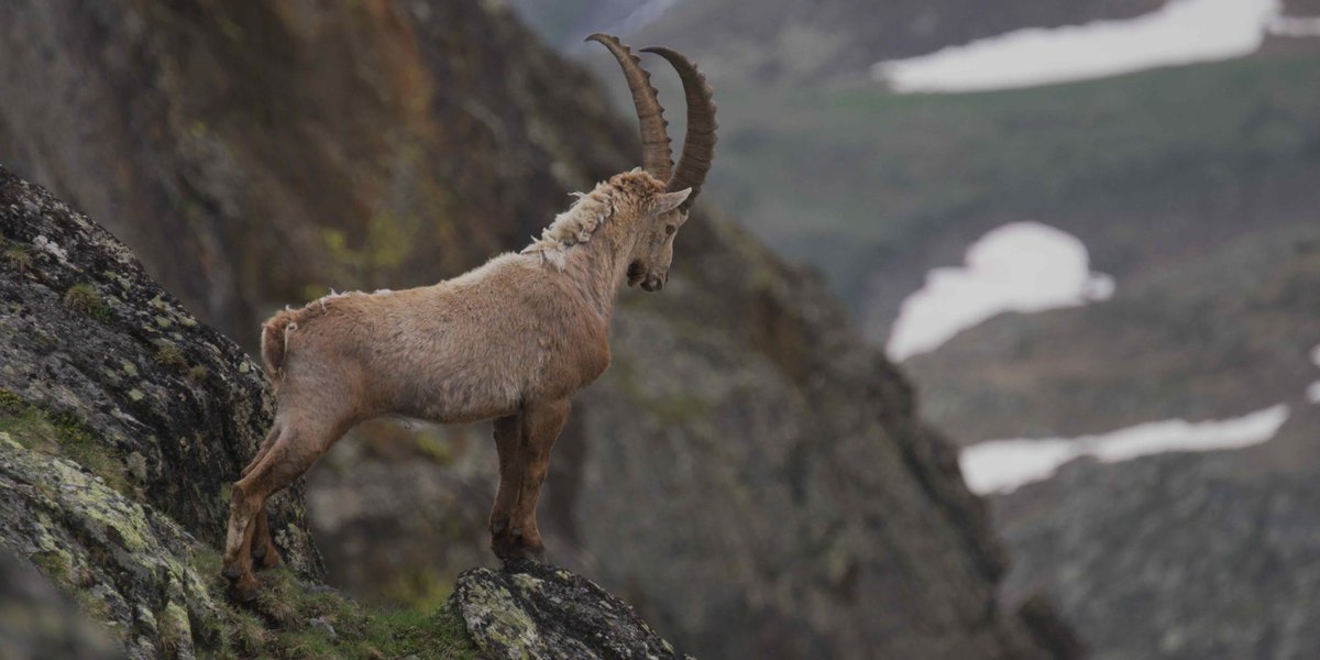 PRIX PAUL GÉROUDET (2 000 €) : L’HEURE BLANCHE DE VINCENT CHABLOZ (52’ - 2020 - NIVALIS - SUISSE). Offert par la société Nos oiseaux, « Aster » Conservatoire des espaces naturels de Haute- Savoie, « Vautours en Baronnies » et la Société zoologique de Genève.