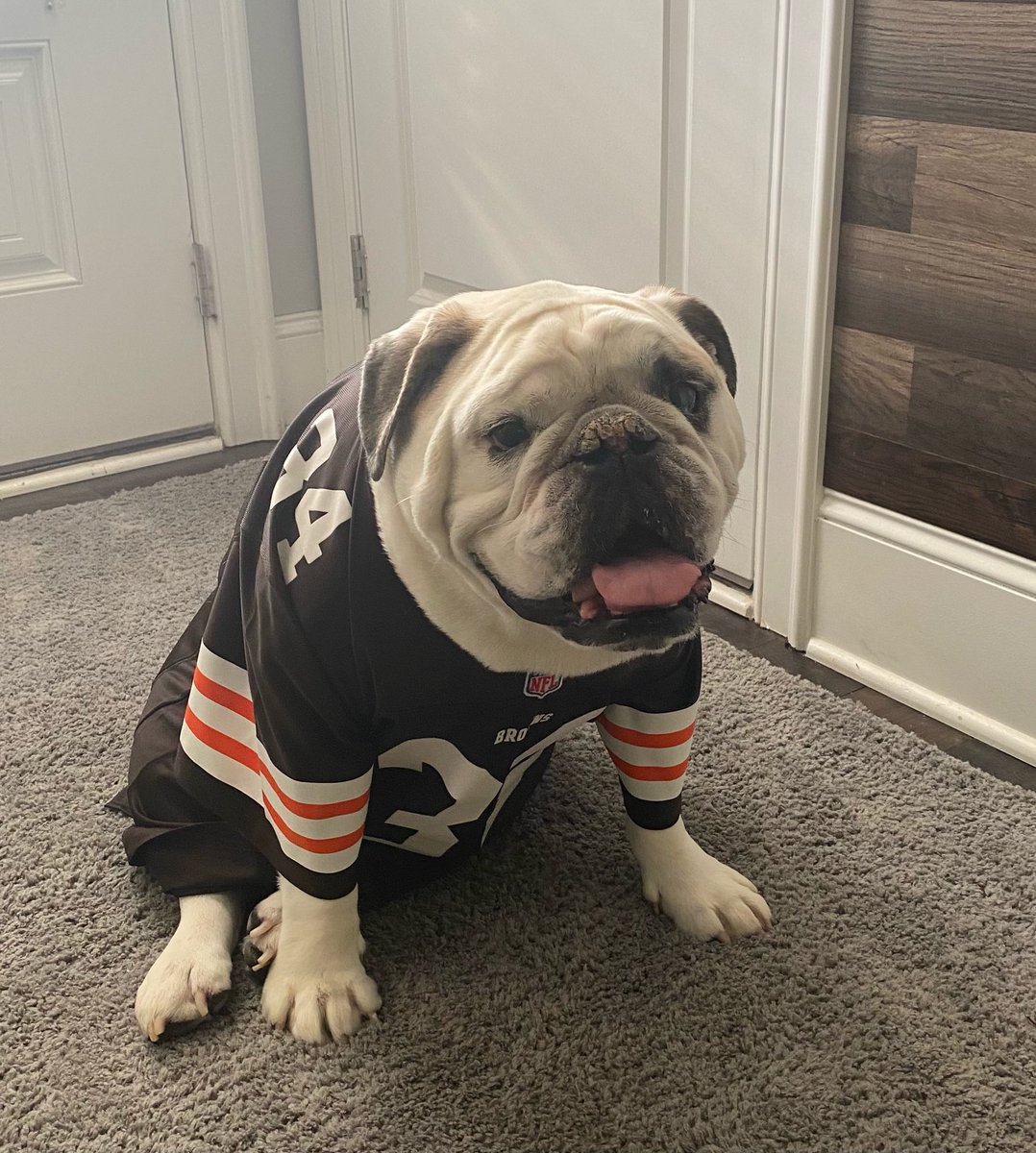 Dozer_The_Dog tweet media