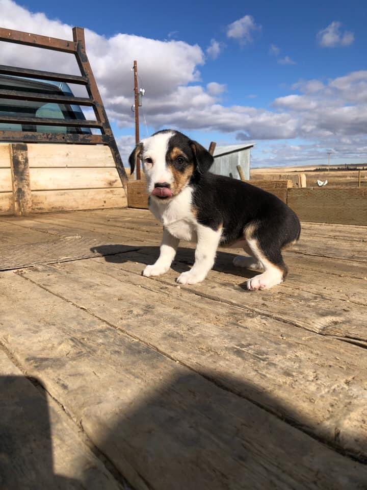 schmidt_kaleb's tweet photo. Got 8 pups looking for their next outfit to work for! Mom is HTC/Kelpie, dad is Idaho Shag. Both good working dogs. Central Montana, dm me if interested https://t.co/BjcVmo5mtI