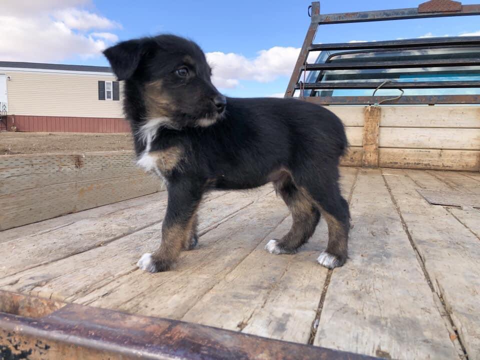 schmidt_kaleb's tweet photo. Got 8 pups looking for their next outfit to work for! Mom is HTC/Kelpie, dad is Idaho Shag. Both good working dogs. Central Montana, dm me if interested https://t.co/BjcVmo5mtI