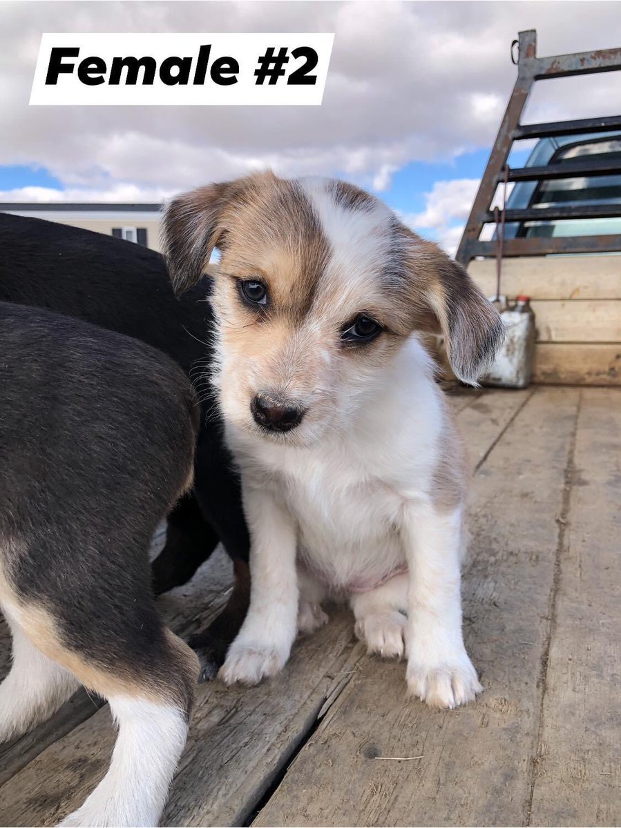 schmidt_kaleb's tweet photo. Got 8 pups looking for their next outfit to work for! Mom is HTC/Kelpie, dad is Idaho Shag. Both good working dogs. Central Montana, dm me if interested https://t.co/BjcVmo5mtI