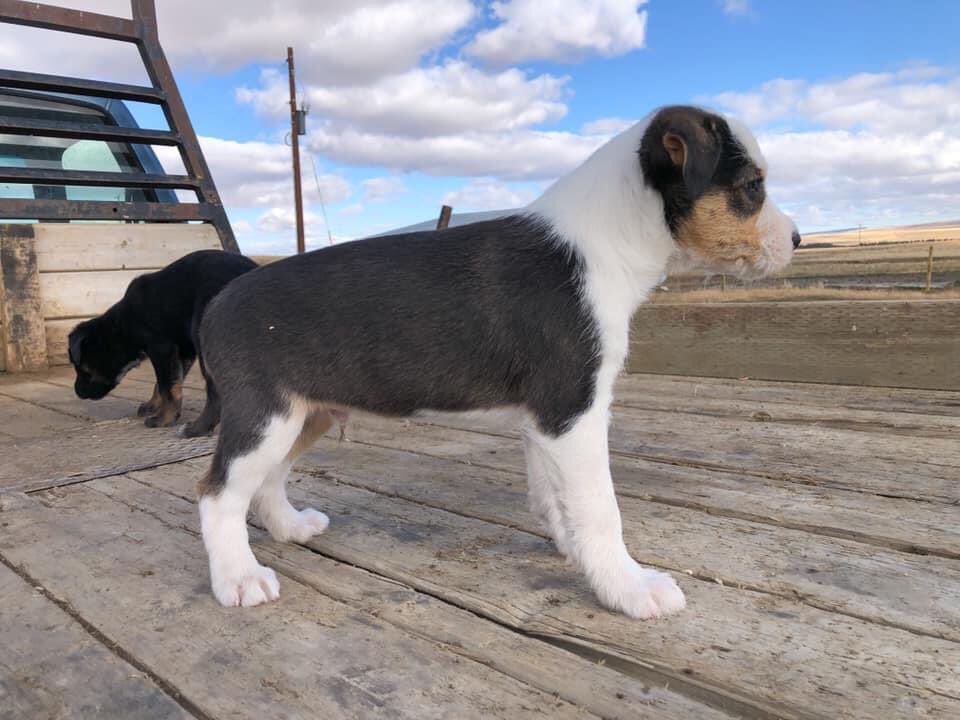 schmidt_kaleb's tweet photo. Got 8 pups looking for their next outfit to work for! Mom is HTC/Kelpie, dad is Idaho Shag. Both good working dogs. Central Montana, dm me if interested https://t.co/BjcVmo5mtI