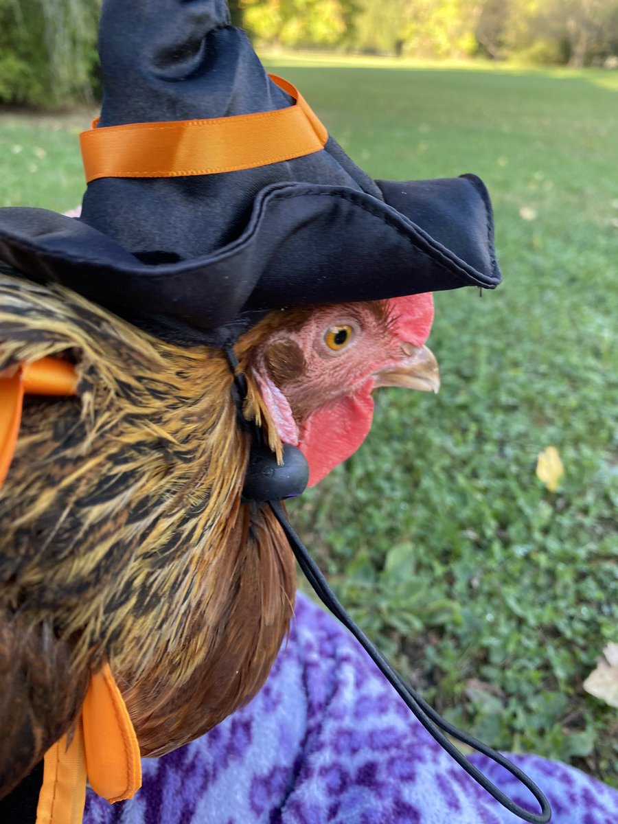 From all of us here at CWTCL, Happy Halloween!!👻🎃🐓🎃👻 Grab a coffee and a listen.  But.. don’t forget to hug your chicken! coffeewiththechickenladies.com