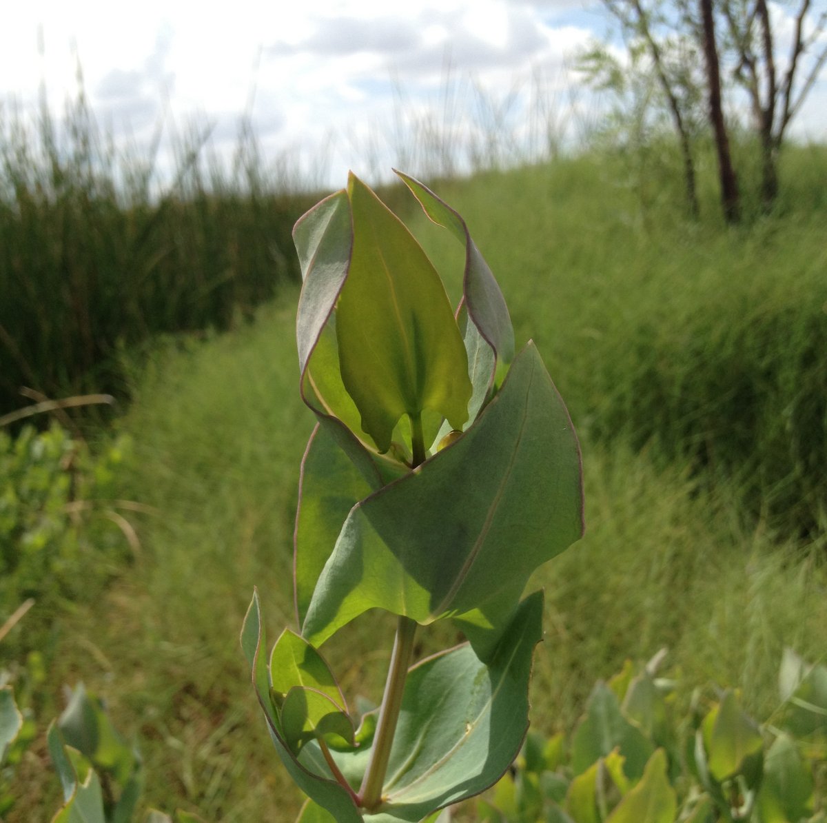 _jejohnson's tweet photo. The evolutionary bridge between C3 and C4 is thought to be C3-C4 photosynthesis...but how does this pathway work?

This question led us to a new general model of #photosynthesis. Check it out in the Special Issue of Oecologia honoring Russ Monson! (1/8)

https://t.co/ByQW2UpGgB https://t.co/BWkcciKJaZ