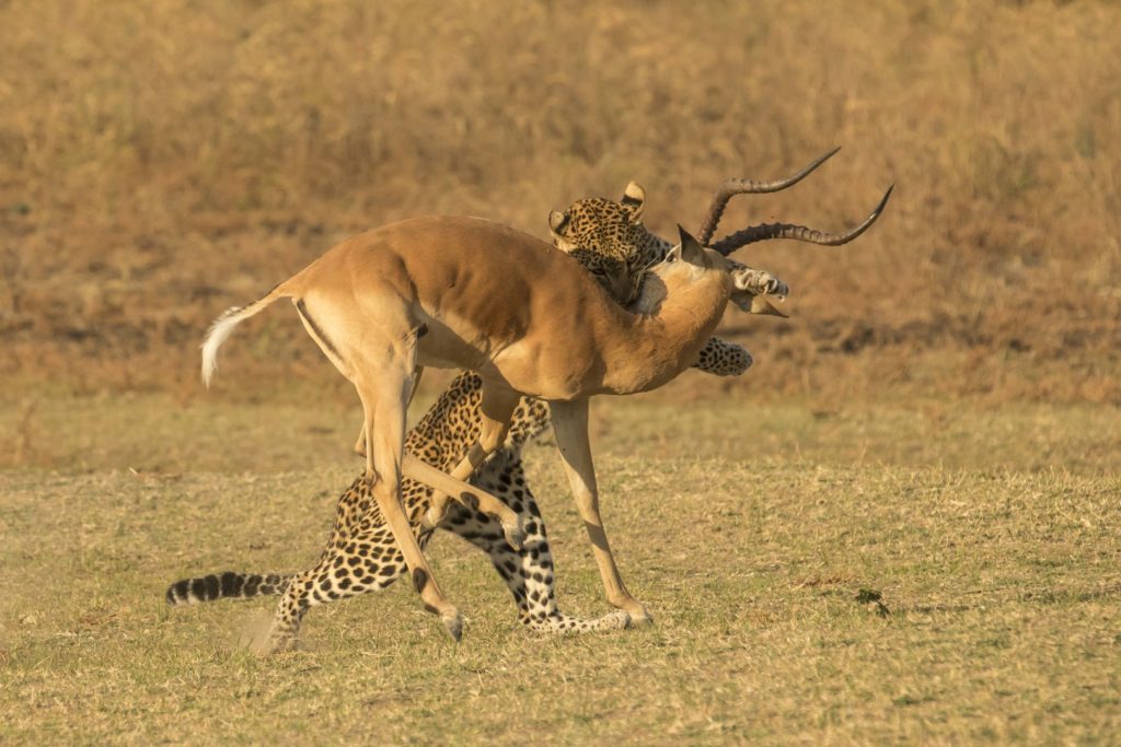 GRAND PRIX DU FESTIVAL DE MÉNIGOUTE 2021 (3 000 €) : LEOPARD LEGACY - WILL &amp; LIANNE STEENKAMP (52’ - 2021 - INTO NATURE PRODUCTIONS &amp; KURT MAYER FILM - USA). Offert par le Département des Deux-Sèvres. Lirou d’or offert par le Groupe Ornithologique des Deux-Sèvres.