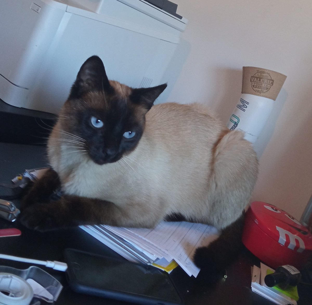 Pau_Emmanuel's tweet photo. Le chat de mon frère n’est toujours pas rentré, il a disparu depuis le dimanche 24 octobre
Il s’appelle Stitch, castré et pucé, il est assez craintif mais se laisse approcher avec des croquettes 
Il a peut-être fait une halte chez quelqu’un
Si vous avez une info contactez-moi svp https://t.co/eL7Ll2Ewey