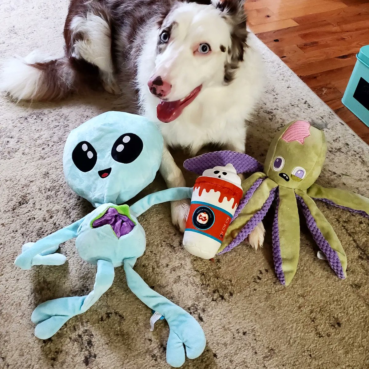 PinknoseP's tweet photo. 👻Happy Halloween!
👀Check out my new Halloween @barkbox toys! 
🐙 #ollietheoctopus  
👽 #aliengnawtopsy 
🎃 #pumpkinspookslatte https://t.co/DLQiq7Xq5R