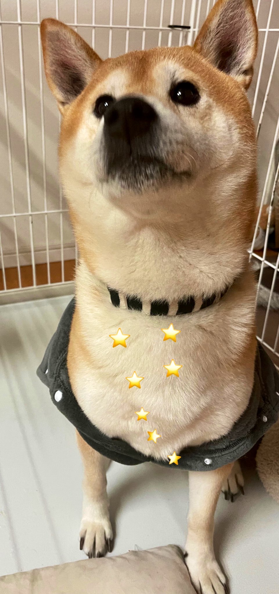 北斗の犬 Twitter Search Twitter