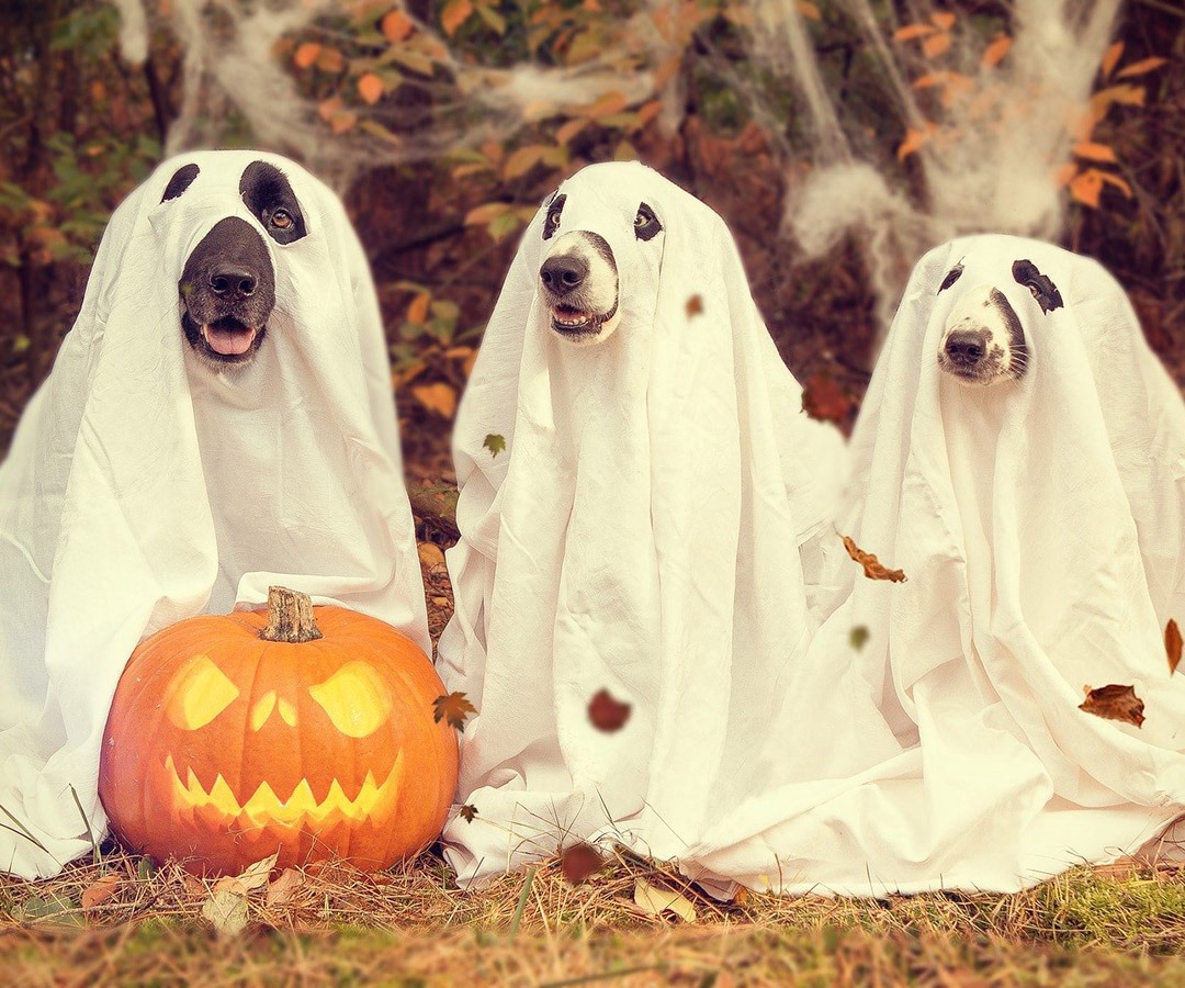 Happy Halloween! 🎃