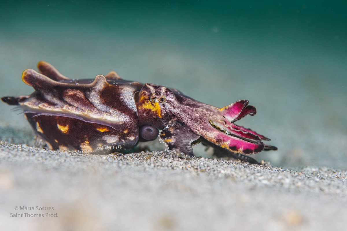 PRIX RÉGION NOUVELLE-AQUITAINE DE LA CRÉATIVITÉ (2 000 €). CÉPHALOPODES, LE RÈGNE DES VENTOUSES DE BERTRAND LOYER (52’ - 2020 - SAINT THOMAS PRODUCTIONS - FRANCE). Offert par la Région <a href="/NvelleAquitaine/">Nouvelle-Aquitaine</a>.