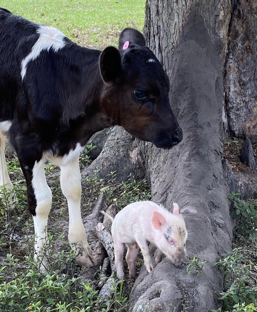 cowsjpg🐄 (@cowsjpg) on Twitter photo 