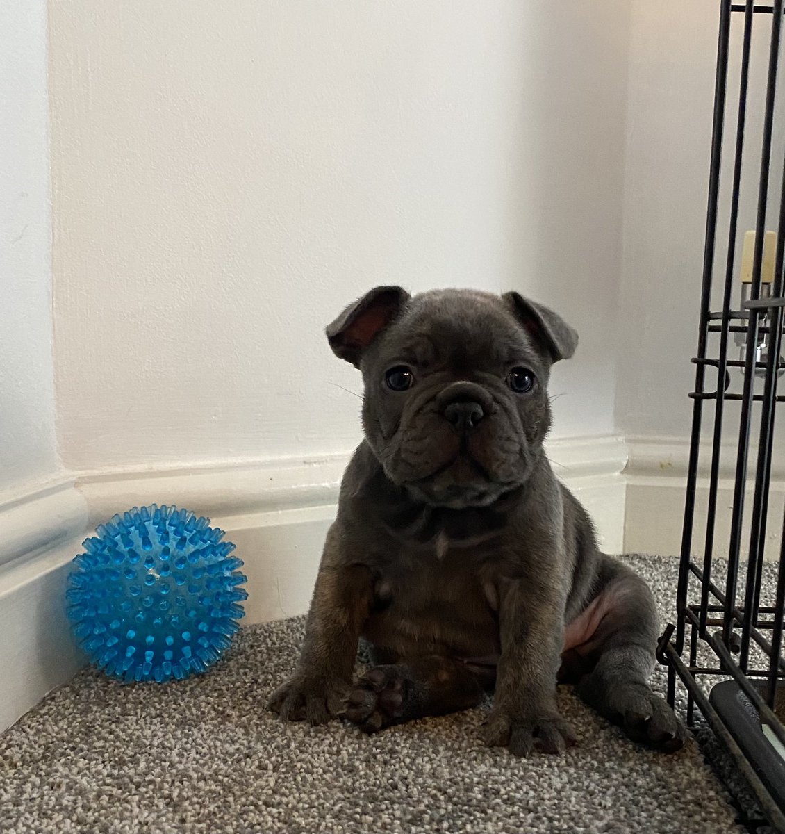 KarenBa1979's tweet photo. These beauties have been with us for 6 weeks now, just 3 blue girls to find their forever homes ๐ฅฐ๐ #bluebeauties @ray_bladder xxx https://t.co/DcmumrEA98