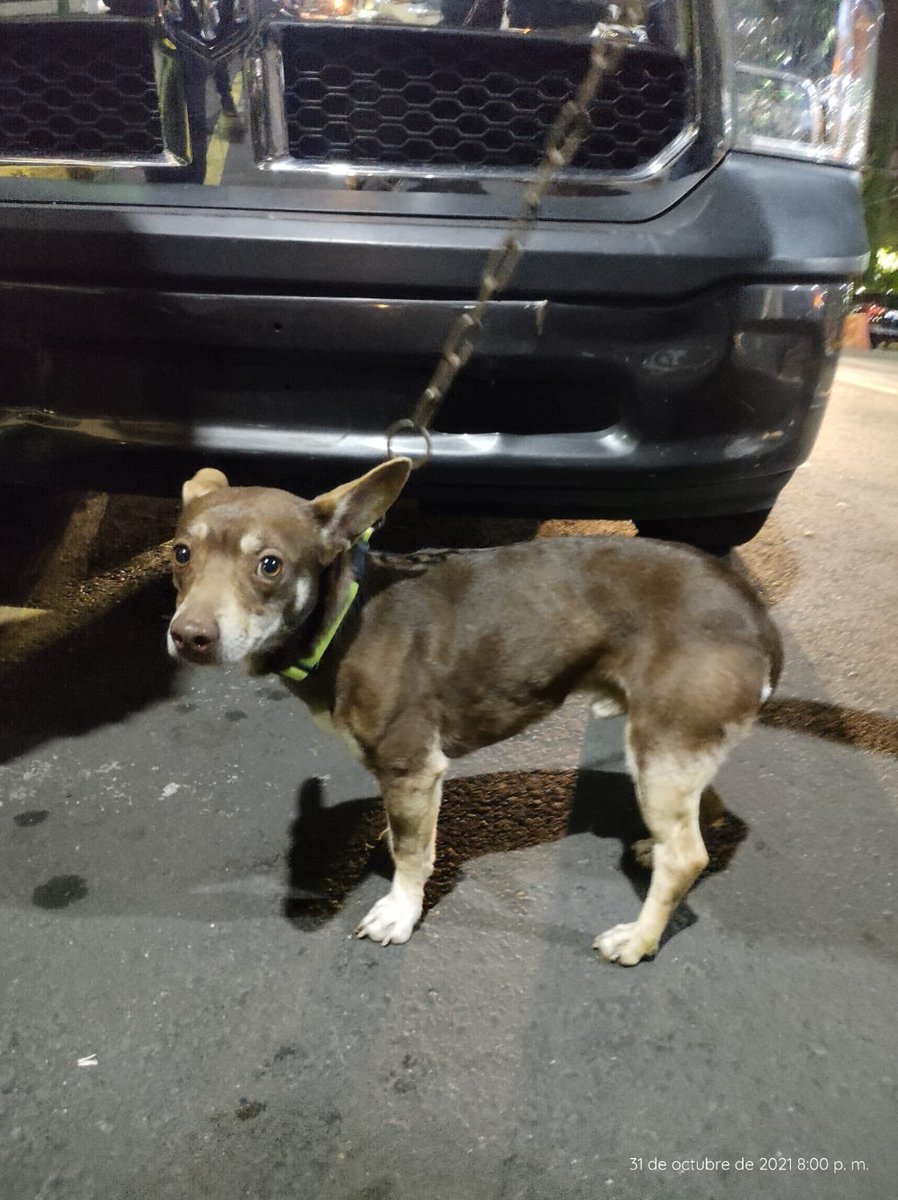 AlcCuauhtemocMx's tweet photo. Perrito 🐶 encontrado en carriles centrales de Circuito Interior, es de casa🏠 porque aún tiene su collar, esta limpio y un poco lastimado de sus patitas🐾

Se acudió a su rescate con ayuda del #GrupoÉlite de #ReacciónInmediata.

Por favor difundir📢
Informes aquí.
Dar RT 🙏 https://t.co/JWJChcX0Ik