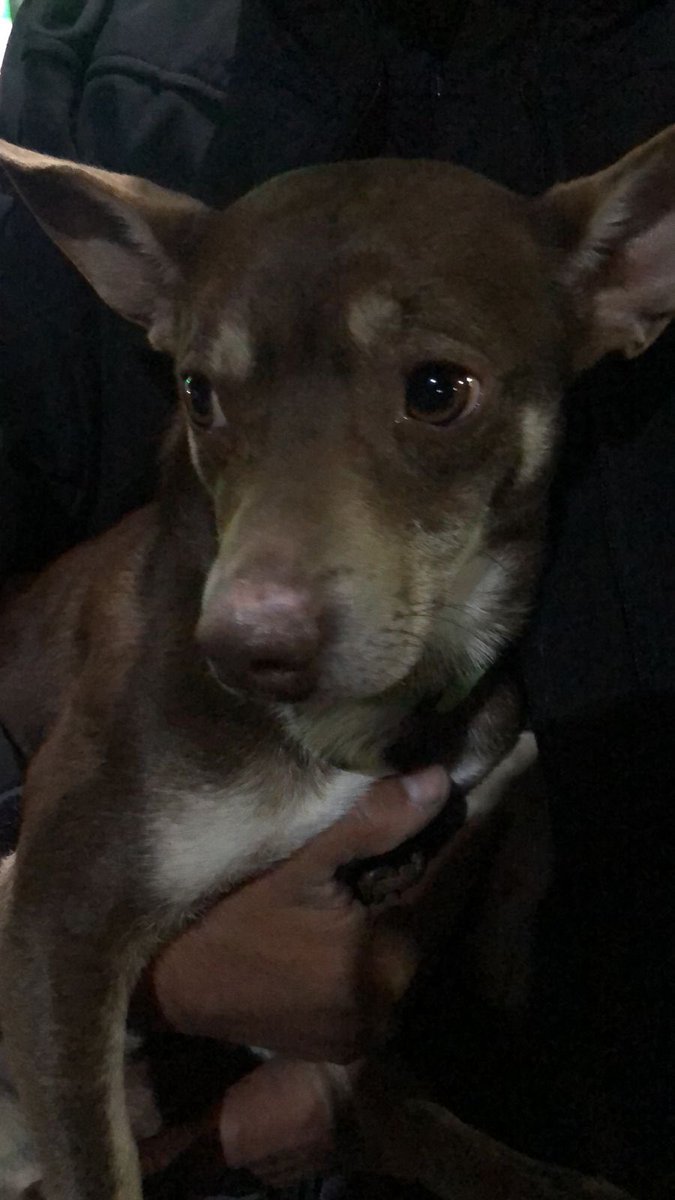 AlcCuauhtemocMx's tweet photo. Perrito 🐶 encontrado en carriles centrales de Circuito Interior, es de casa🏠 porque aún tiene su collar, esta limpio y un poco lastimado de sus patitas🐾

Se acudió a su rescate con ayuda del #GrupoÉlite de #ReacciónInmediata.

Por favor difundir📢
Informes aquí.
Dar RT 🙏 https://t.co/JWJChcX0Ik