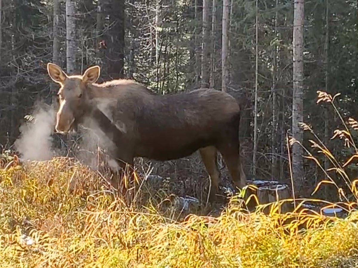 Great day when you get to encounter a moose this close on a chilly morning in the Rockies of southeast BC. They seem to be few and far between these days. #canadianrockies #moose