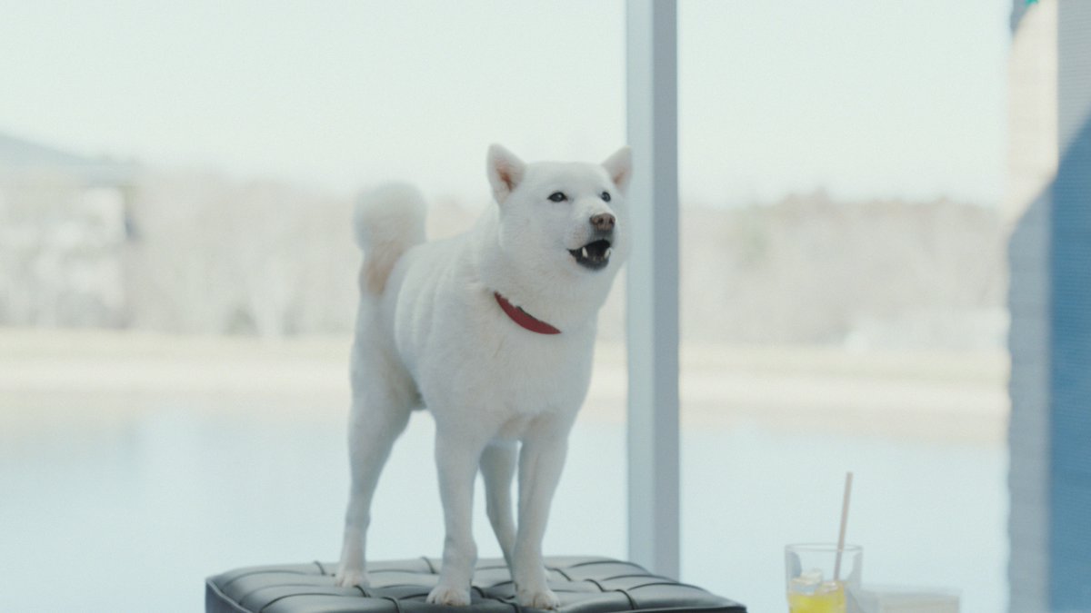 11月1日は #犬の日 だぞ！ ＼ #SoftBank #白戸家 #白戸次郎