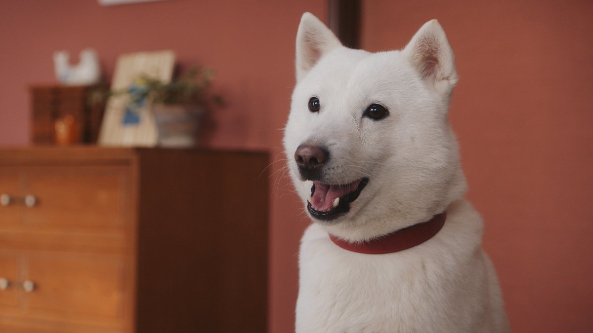 11月1日は #犬の日 だぞ！ ＼ #SoftBank #白戸家 #白戸次郎