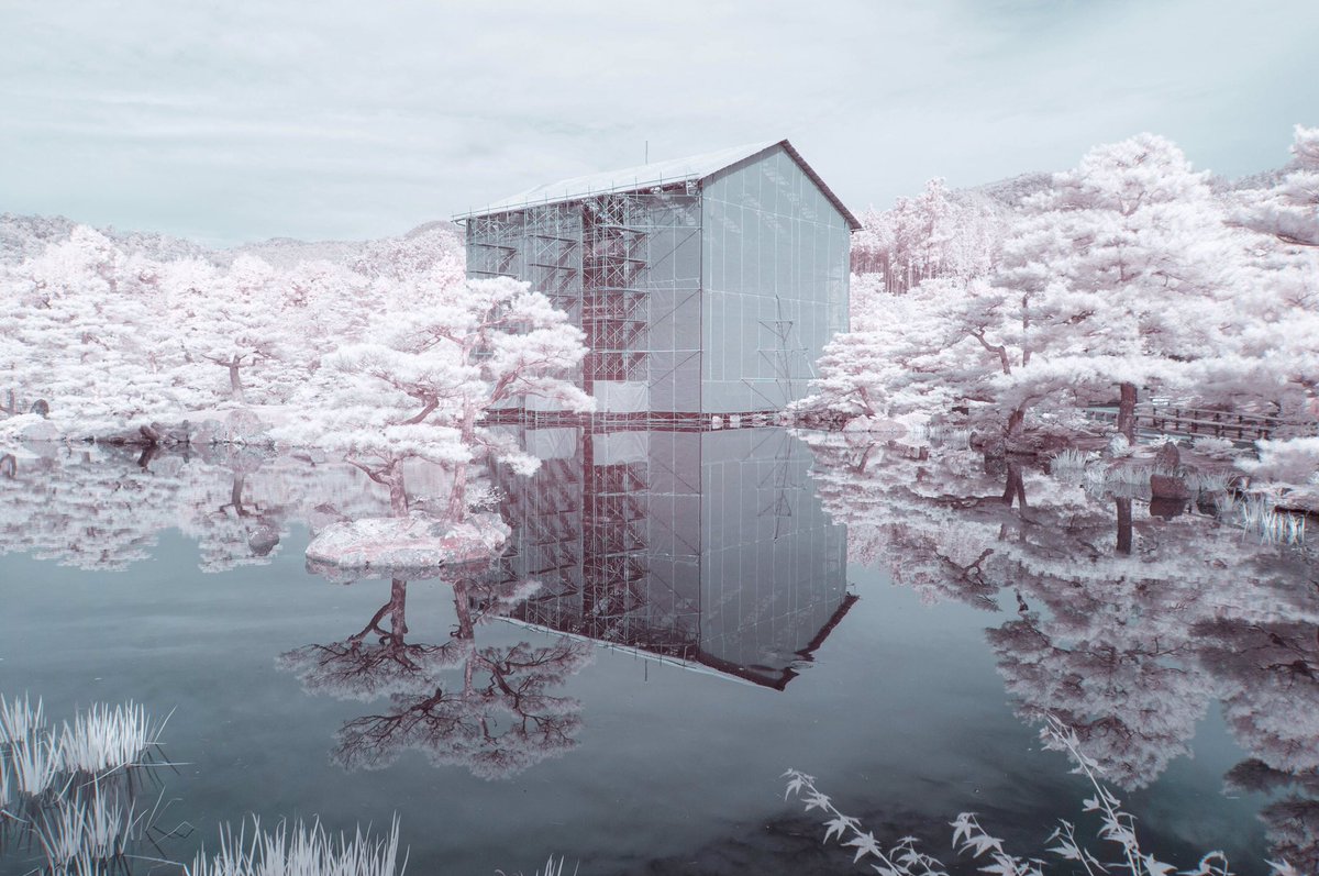 mikiowatanabe6's tweet image. Infrared photography