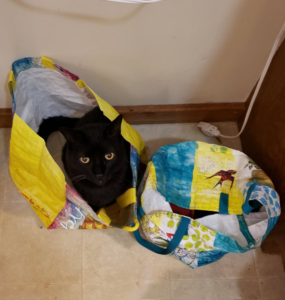 areallybiglife's tweet image. Murray decided to dress up as groceries. 

Not too sophisticated, but I think it was a good attempt for a cat.