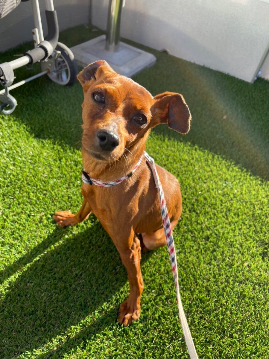 Top Tweets For 小型犬 Twstalker