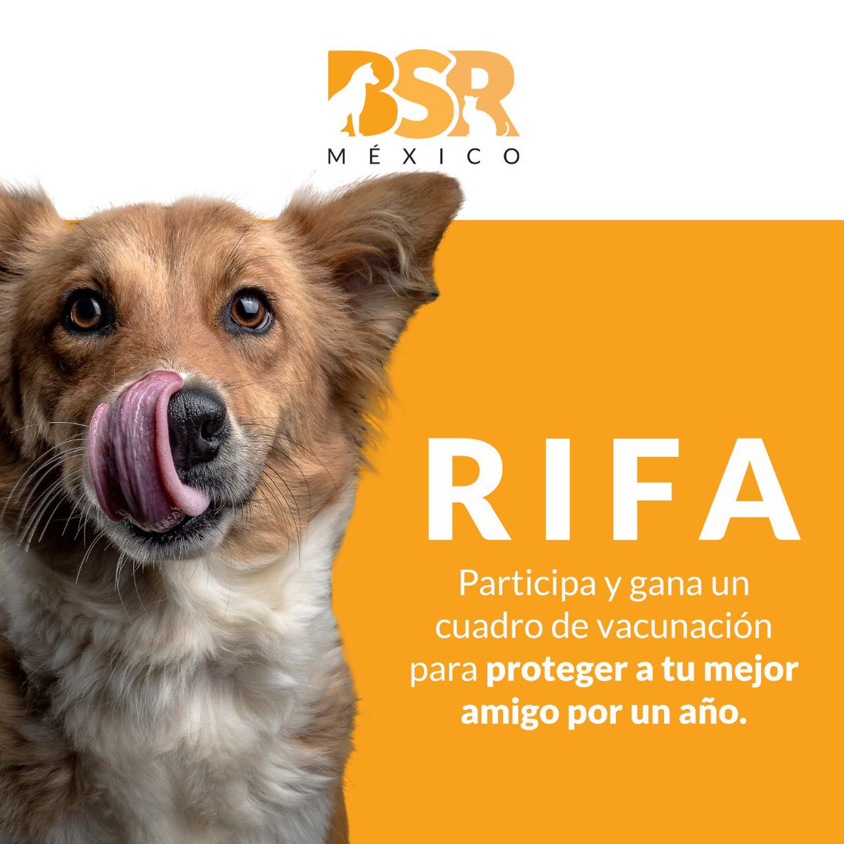 Brigada Sin Raza tweet media