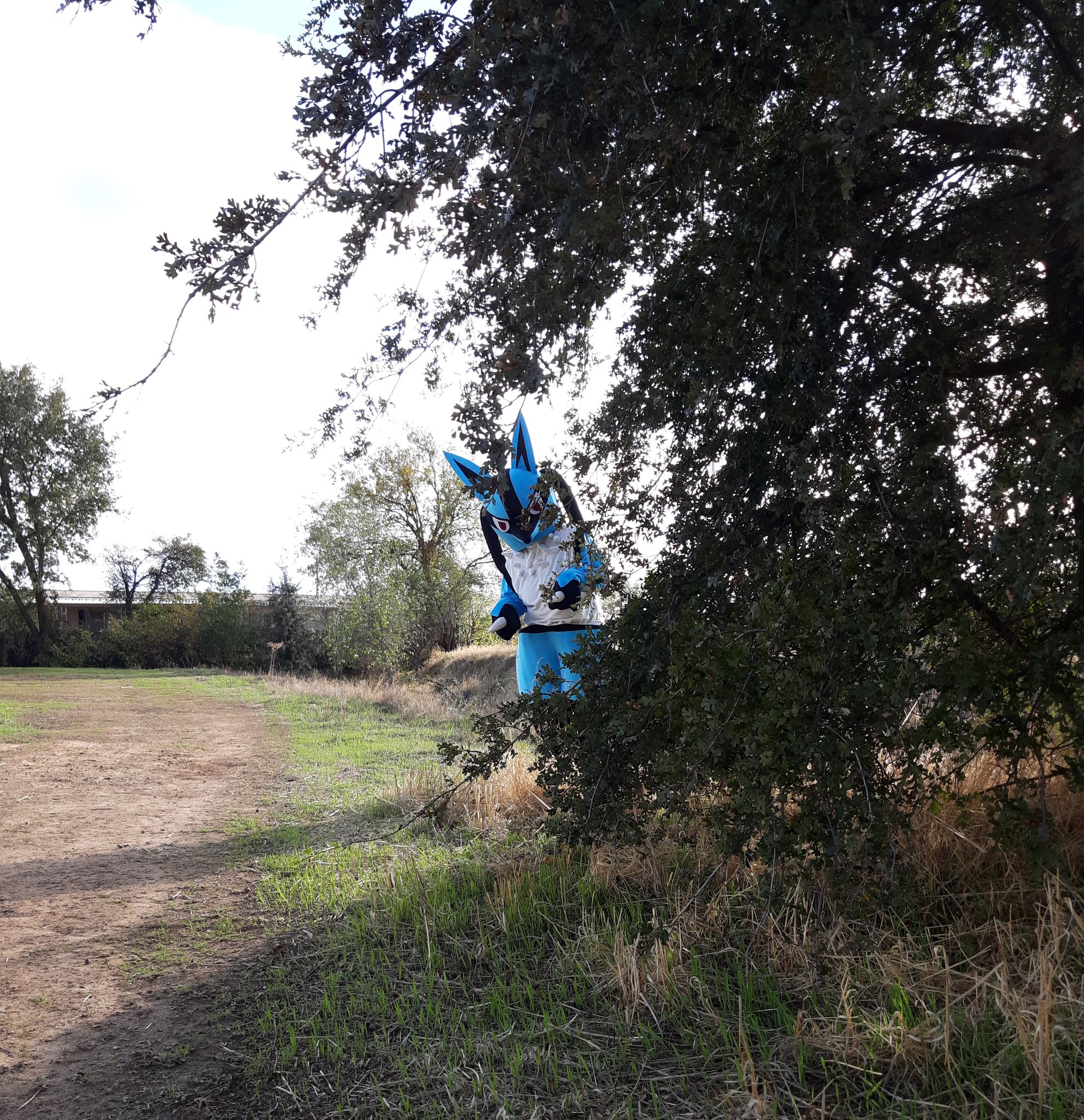 1 pic. Is that...a wild Lucario?! https://t.co/DeBnhYW5yL