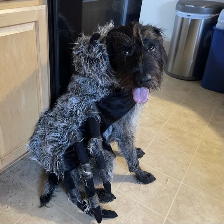 Happy Halloween to all, but especially to our OG spiderdog Pisce who turns SIX today 🎃🎉

instagram.com/reel/CVqKuPppT… 

#Halloween #HappyHalloween