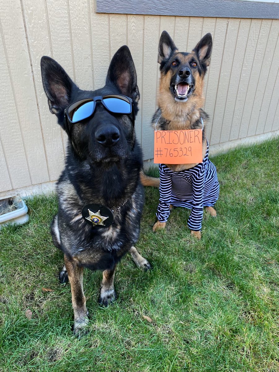 K9 Zedd tweet media