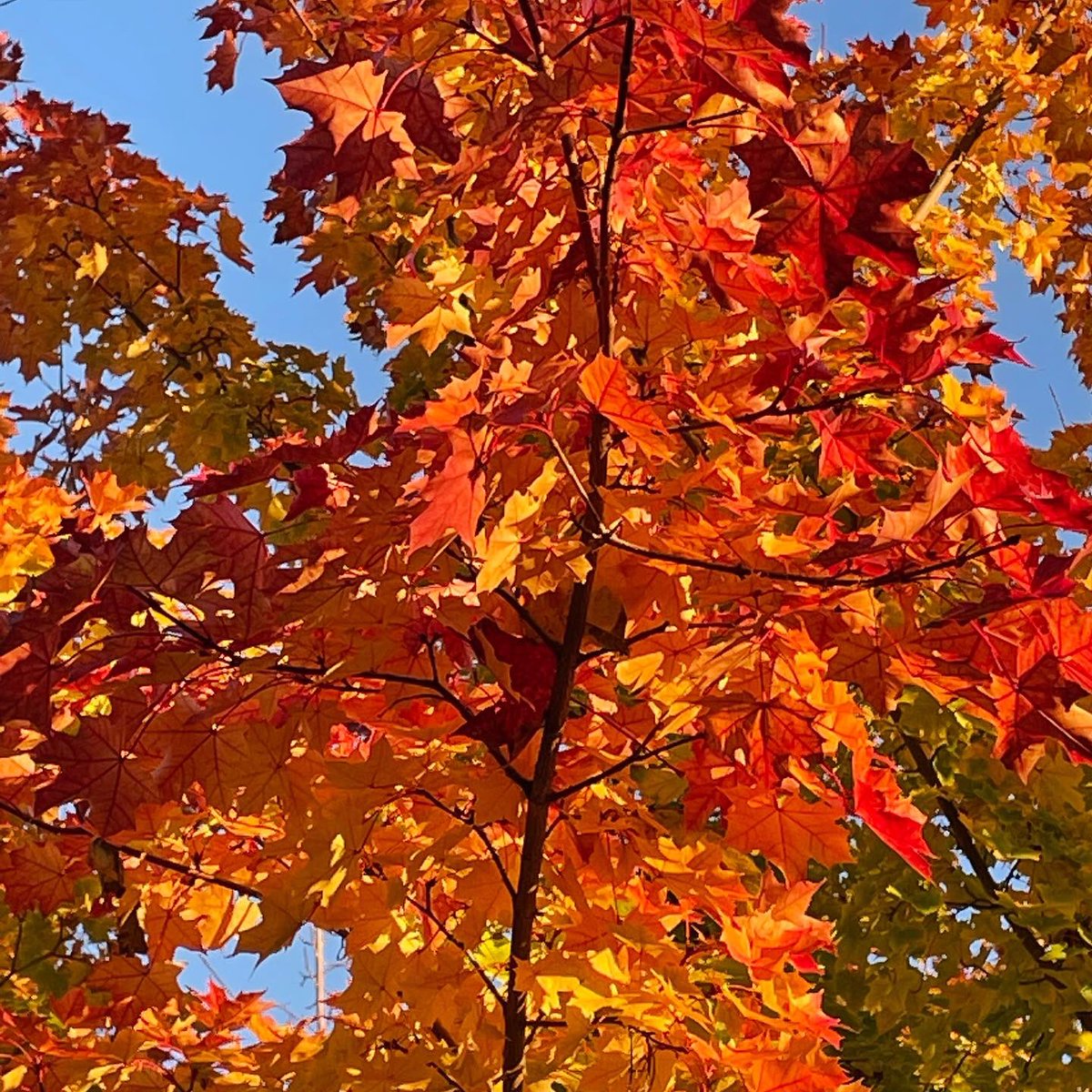 pentictonpost's tweet photo. Maple leaves forever… #acertuncata #Autumnwatch #natureisperfect https://t.co/uekxgSwcW4