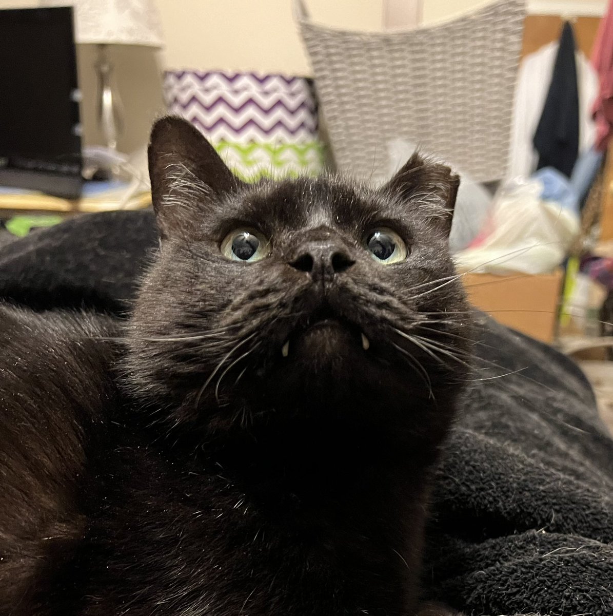 Sherry_S's tweet photo. Happy Halloween from my vampfur.   🎃 https://t.co/MYPft7VY2J