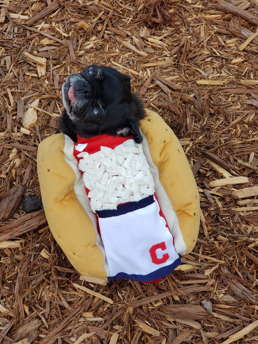 Happy Halloween! Here is our pug Onion, dressed up as Onion. @TribeHotDogs @DreKnott @Indians