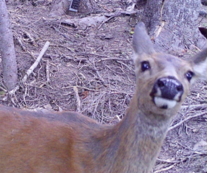 Cascadia_Wild's tweet photo. And here’s a picture of a black-tailed deer being spooked by one of our #trailcams! The #WolverineTrackingProject has detected deer at almost every camera site this summer! https://t.co/4IPsq4X3rd