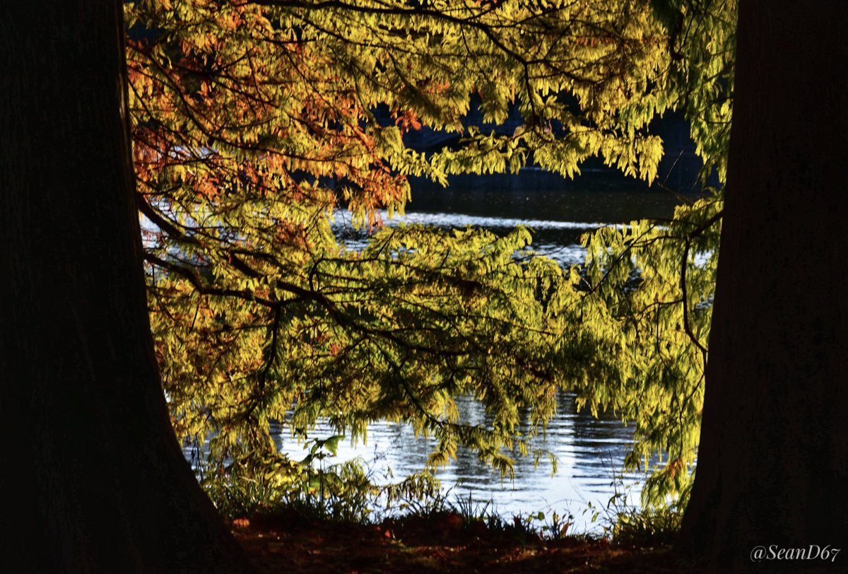 seand6711's tweet photo. Beautiful Sunday in the ATL! πΈβπΎπ³β
οΈ @midtown_atl @seand6711 #tranquility #peaceful #atlanta #lake #nature #landscape #trees #piedmontpark #autumn #scenery #photography #atlantatoday #citygram #beauty #bluesky #nikon #landscapephotography https://t.co/jGMFFSP4Dt