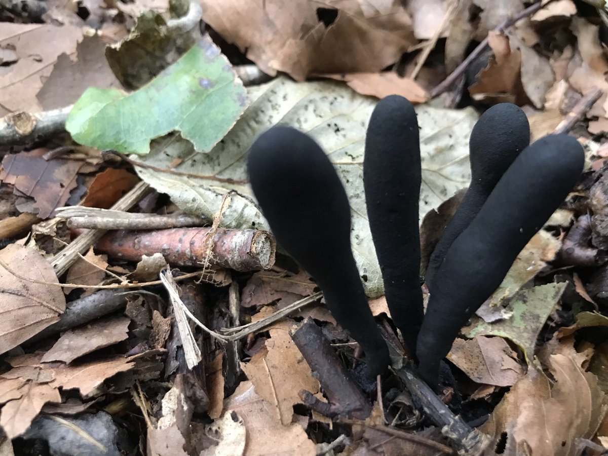 Dead mans fingers #fungi for Halloween 🎃 happy Samhain