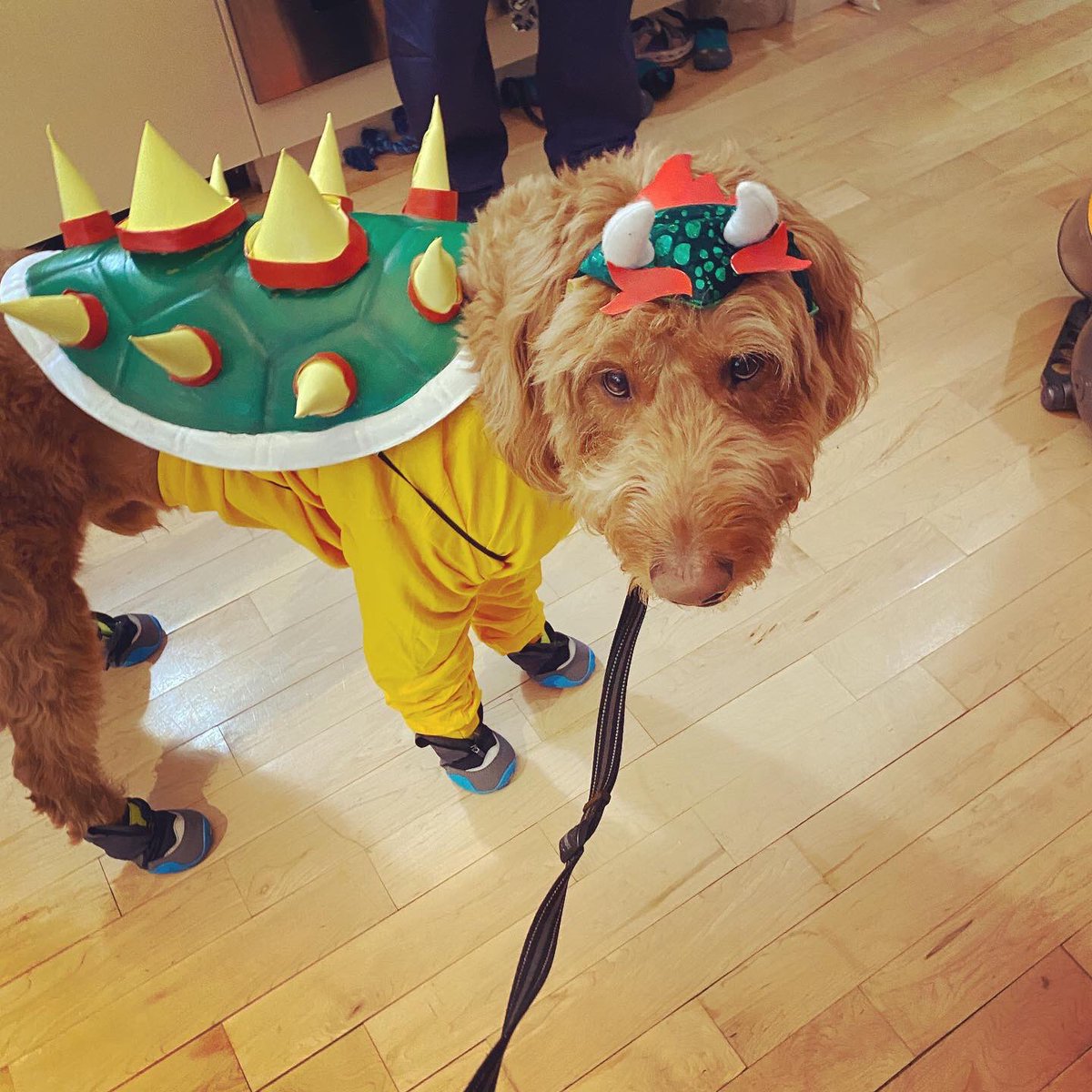 MorChuck21's tweet photo. #HappyHalloween, sorry 4 the radio silence, but Mom went all out this year. Hope u have a wonderful &amp; safe holiday, &amp; don’t 4get 2 cover 4 all that 🍭🍬! What did u dress up as? Share in the comments. #morchuck21 #itsameMario #nintendo #nychalloween #makingepicmemories #dogs https://t.co/BzLfsUZss6