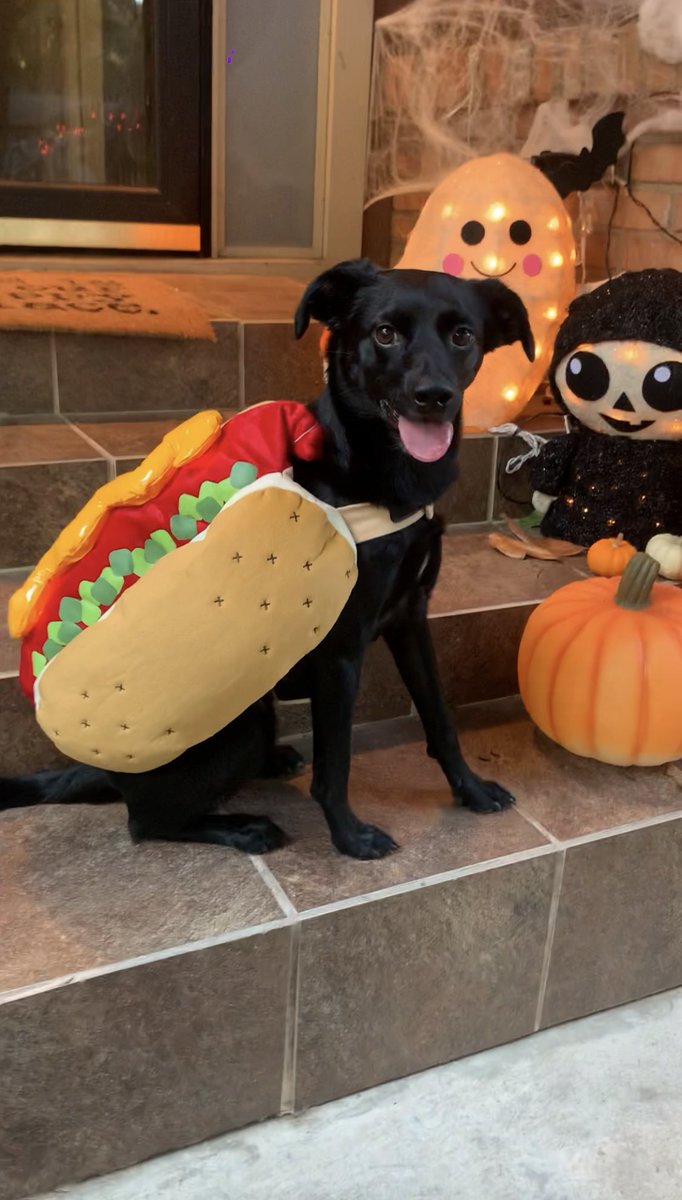 itssambam's tweet photo. Halloween is his favorite holiday. 🎃 #4Years https://t.co/2wS1hQlbRL