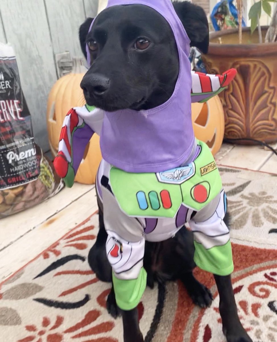 itssambam's tweet photo. Halloween is his favorite holiday. 🎃 #4Years https://t.co/2wS1hQlbRL