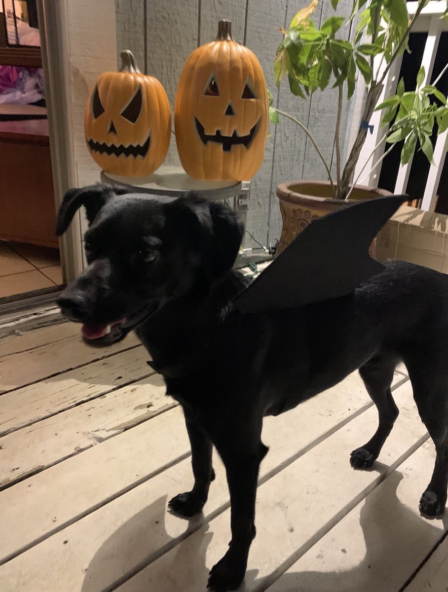 itssambam's tweet photo. Halloween is his favorite holiday. 🎃 #4Years https://t.co/2wS1hQlbRL