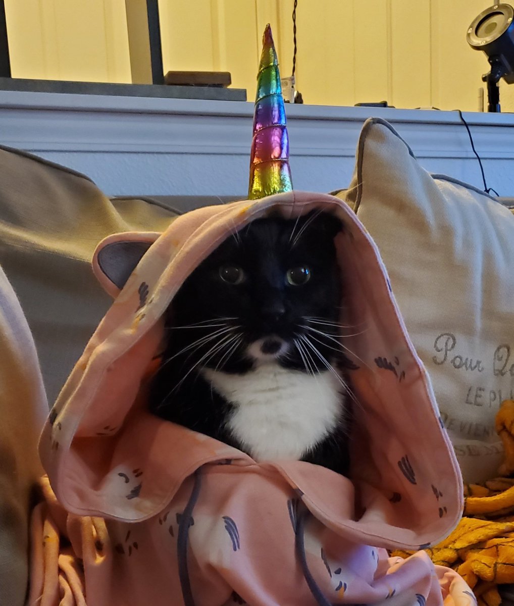 Resigned-looking black and white cat with a human-sized pink hoodie or onsie draped over him. The hoodie has white unicorns printed on it and a rainbow unicorn horn which sticks out of the top.