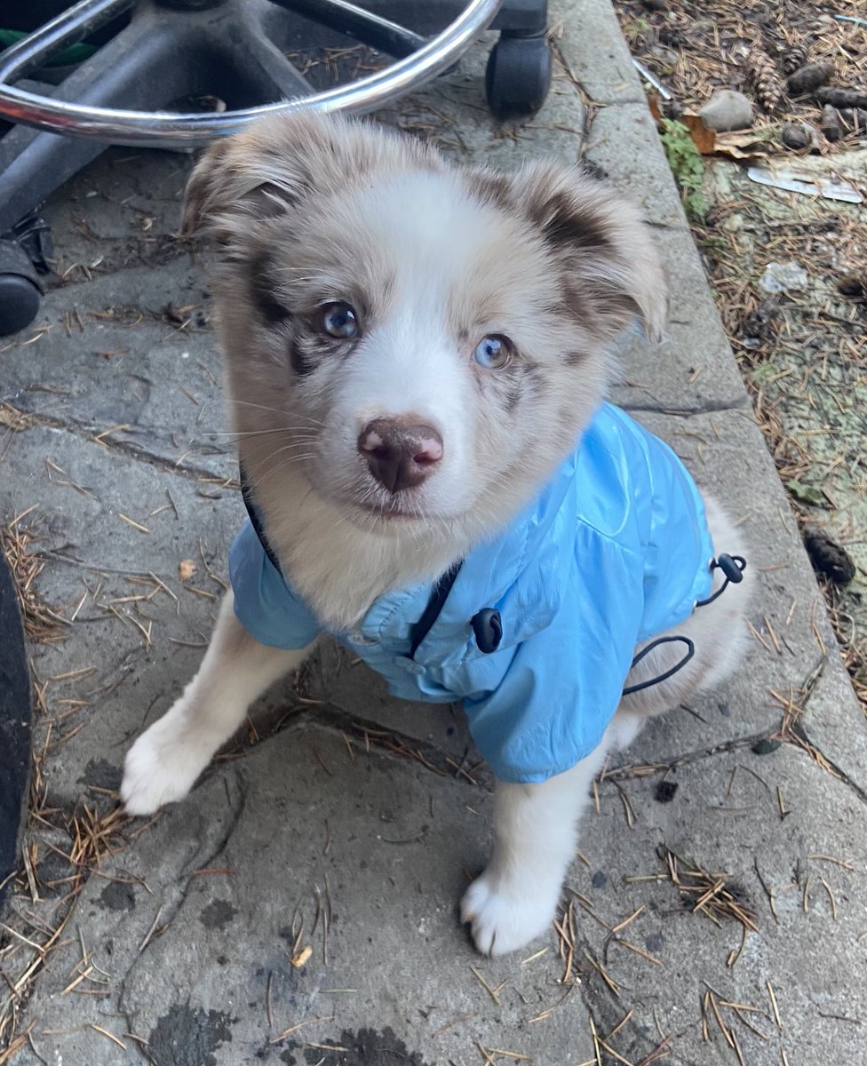 davidspadestan's tweet photo. Blues looks for her first Halloween tonight https://t.co/4m9yoOtT5D