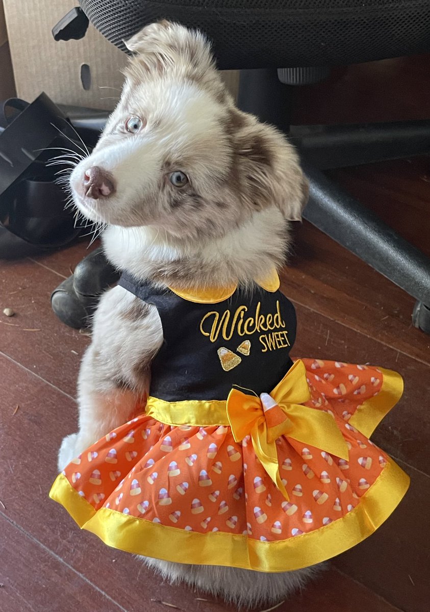 davidspadestan's tweet photo. Blues looks for her first Halloween tonight https://t.co/4m9yoOtT5D