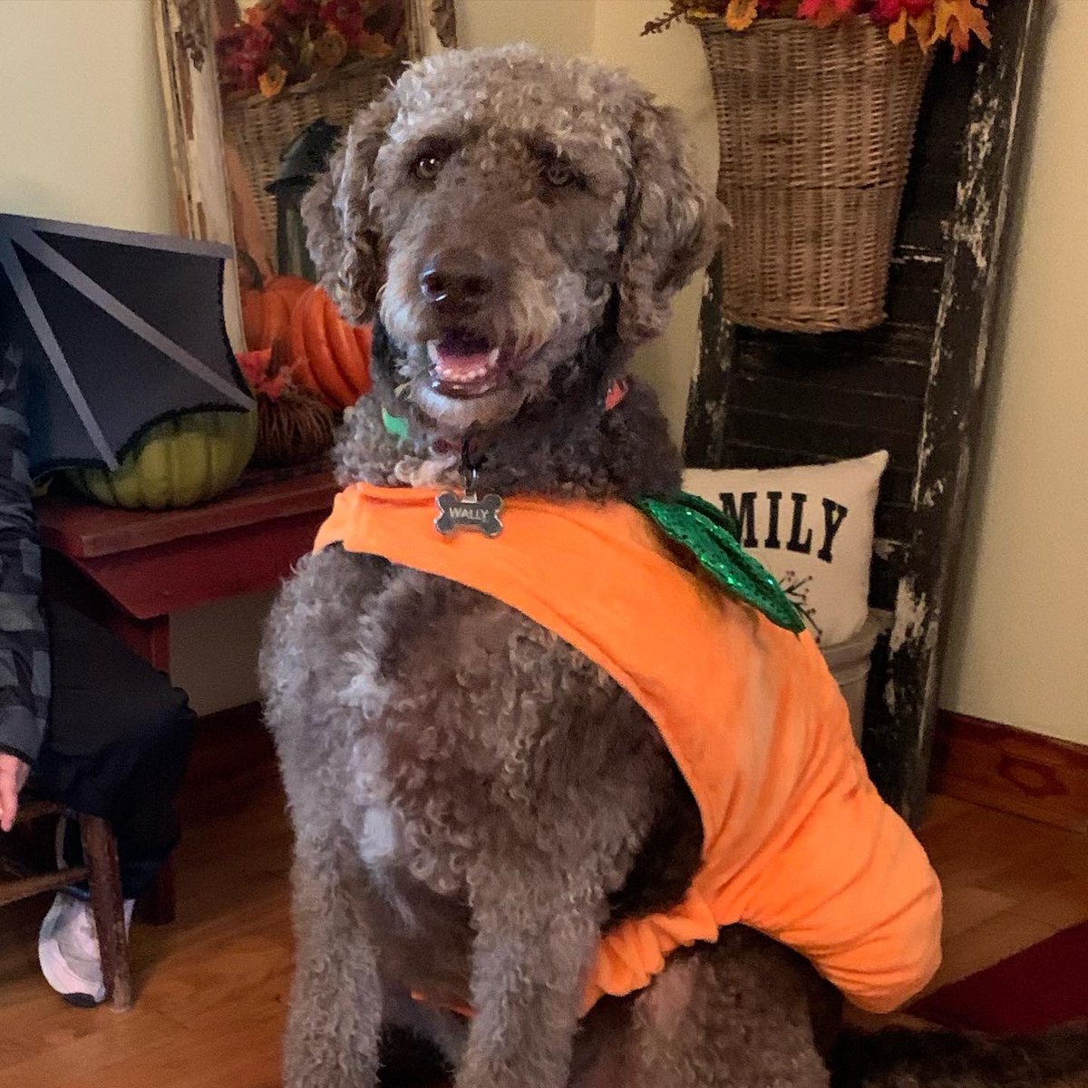 fatdogjog's tweet photo. Happy Howl-o-ween! 🐶🎃👻 #happyhalloween #pumpkin #happyhowloween #dogcostumes #fatdogjog #labradoodles #labradoodlesoftwitter #dogsoftwitter #dogsofturf #workfromhomedogs #lawdogs https://t.co/0NBqHqRMLF