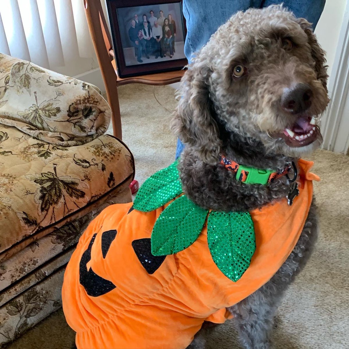 fatdogjog's tweet photo. Happy Howl-o-ween! 🐶🎃👻 #happyhalloween #pumpkin #happyhowloween #dogcostumes #fatdogjog #labradoodles #labradoodlesoftwitter #dogsoftwitter #dogsofturf #workfromhomedogs #lawdogs https://t.co/0NBqHqRMLF