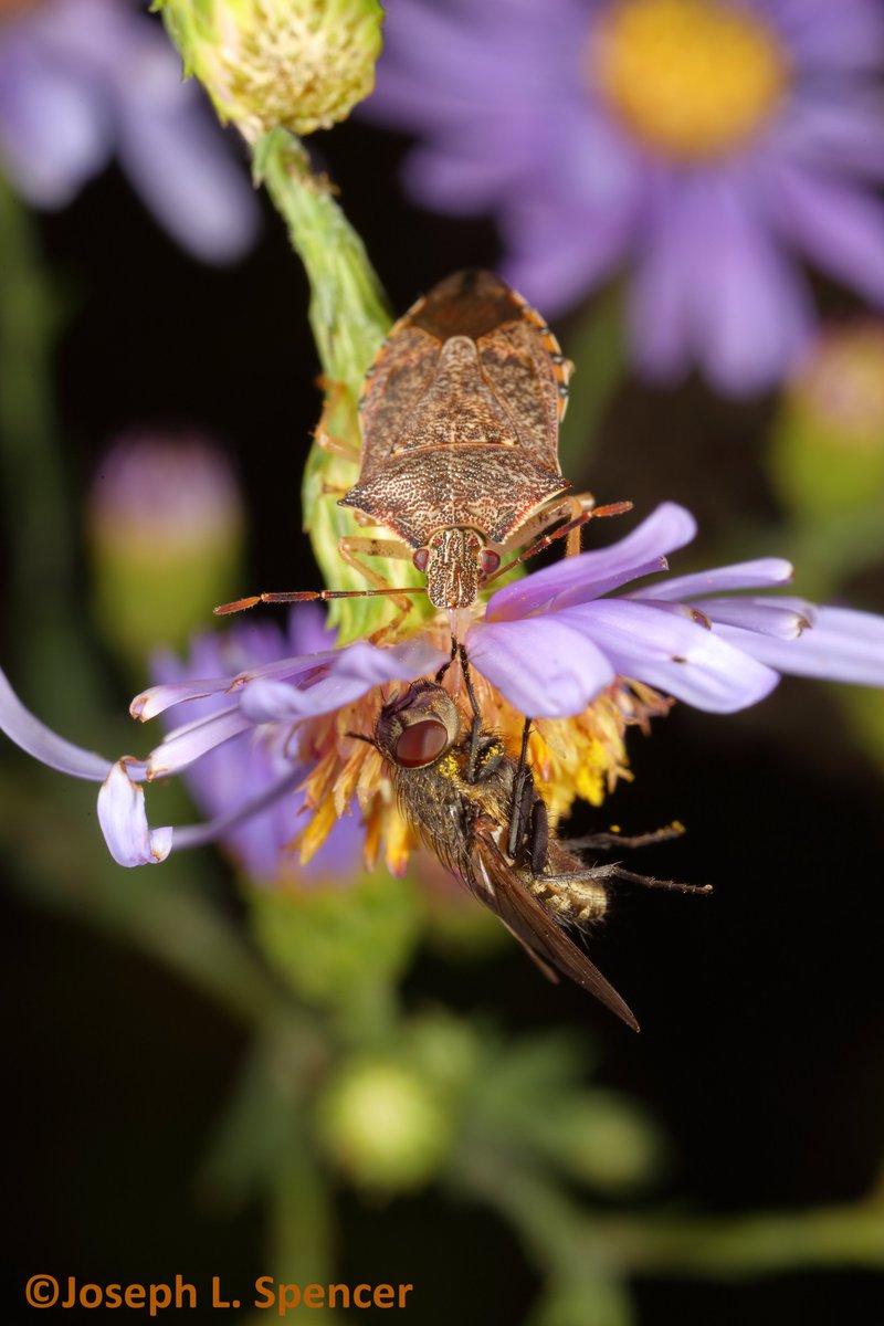 talkingrootworm's tweet photo. Boo! Tonight, both #herbivores & #predators were making #Halloween calls to the few blooms where sweet treats were still on offer. Judging by the acrobatic dining posture of many #Podisus stink #bugs, flies & smaller #Nabid bugs received more #scary #tricks than treats! https://t.co/M5q8fGGUzd