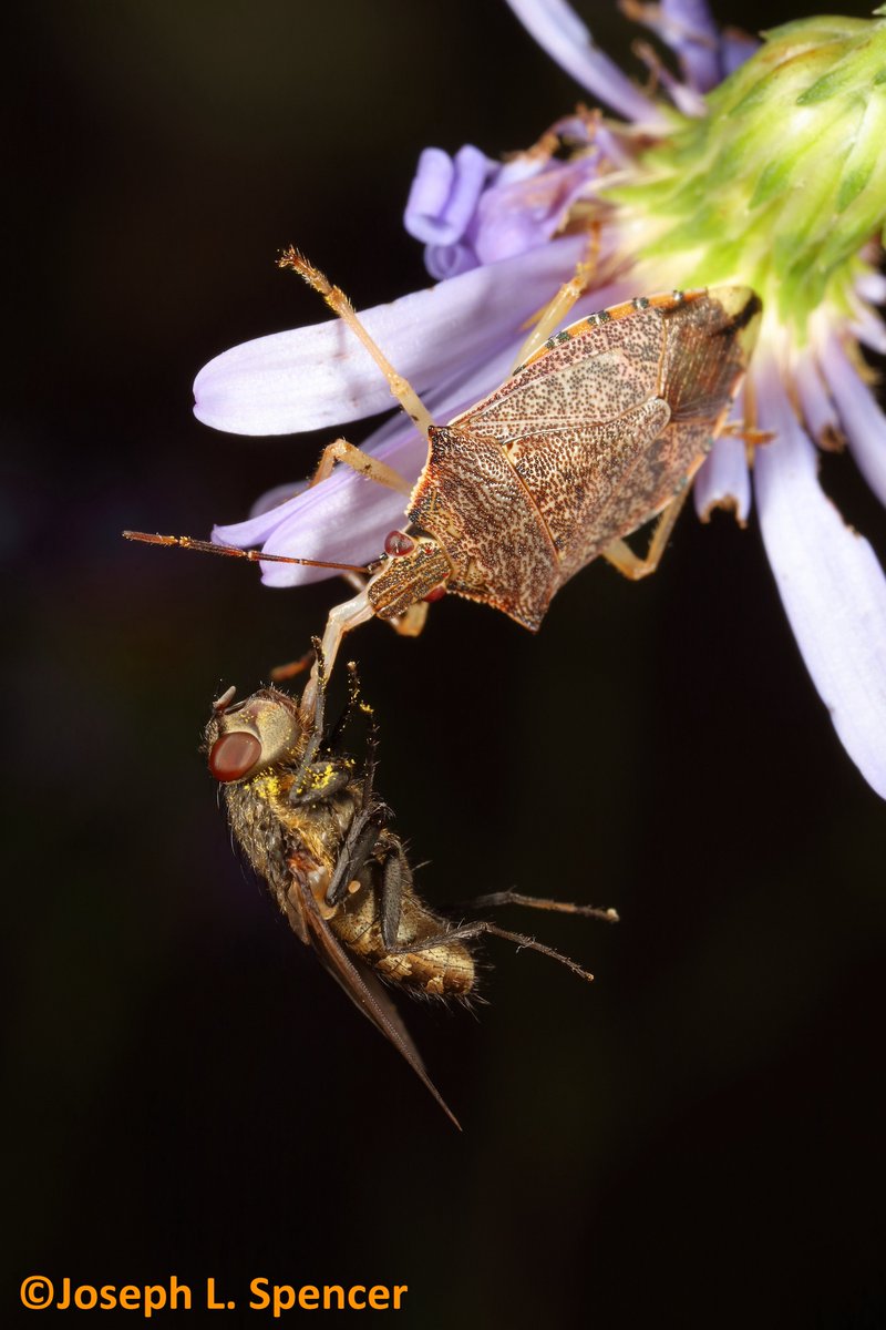 talkingrootworm's tweet photo. Boo! Tonight, both #herbivores & #predators were making #Halloween calls to the few blooms where sweet treats were still on offer. Judging by the acrobatic dining posture of many #Podisus stink #bugs, flies & smaller #Nabid bugs received more #scary #tricks than treats! https://t.co/M5q8fGGUzd