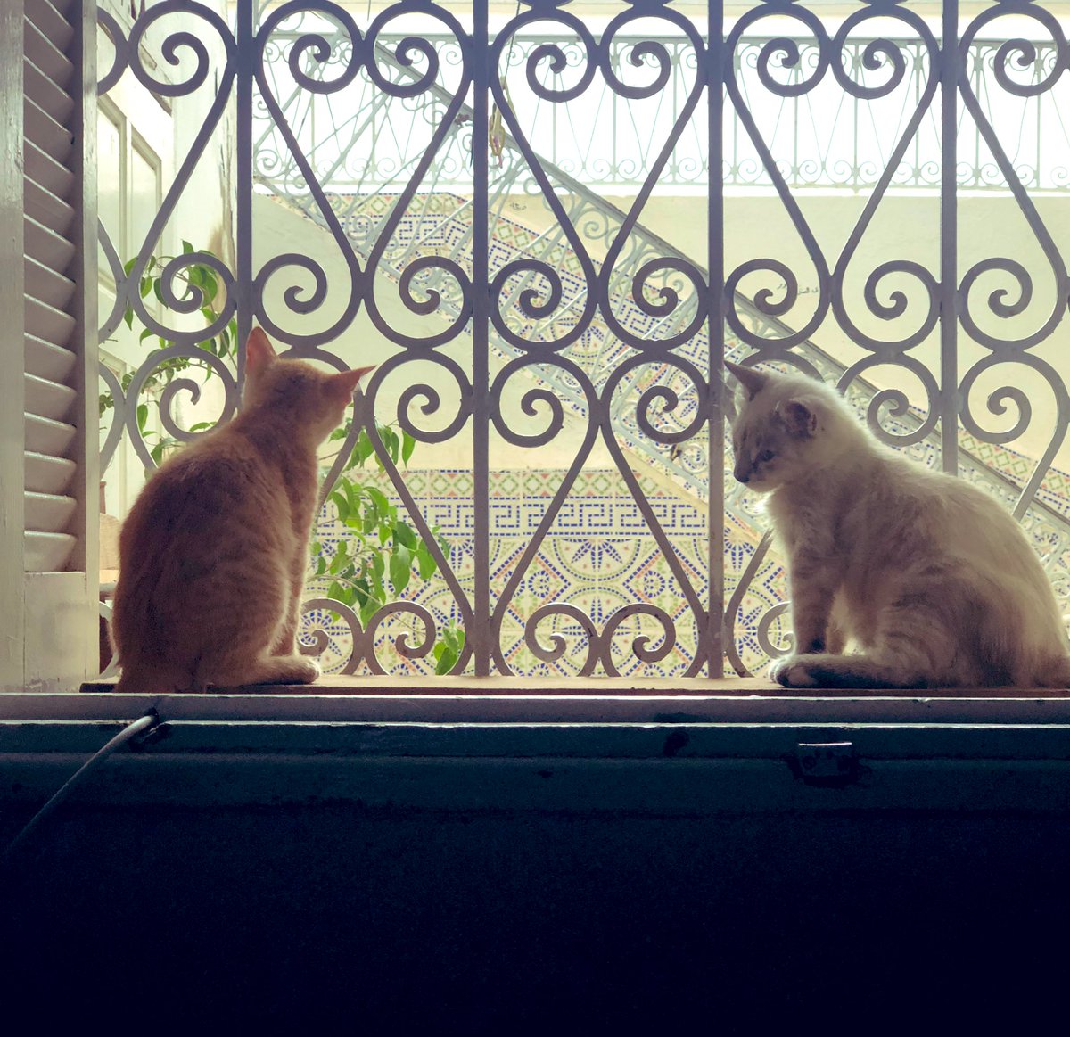 omar nejai tweet media