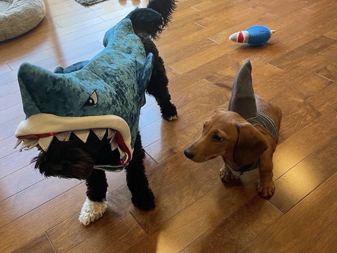 EmmaCalvert76's tweet photo. Happy Halloween! The shark toy in the background wasn’t planned 🤣 #teamshark 🎃🦈 https://t.co/EYbuhqgCAp