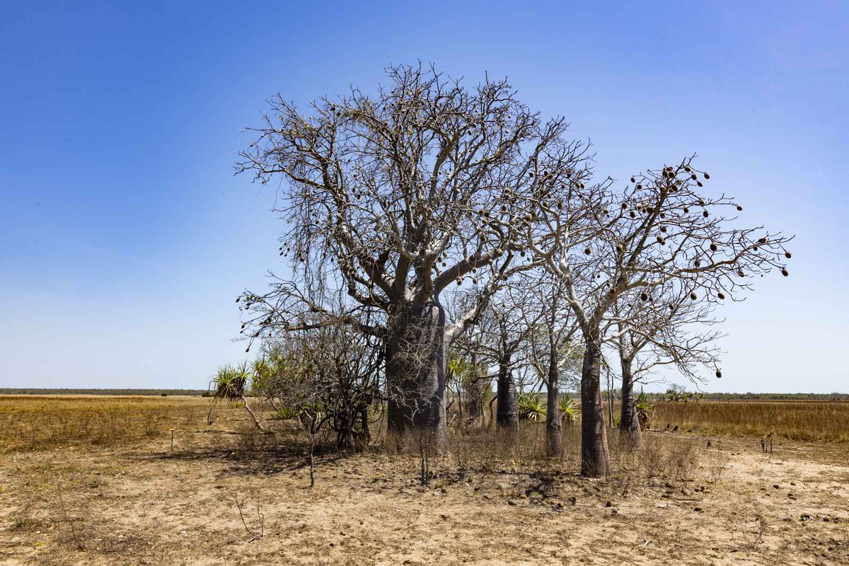 allabroadau's tweet photo. Don’t you just love Boab trees? So much personality. I’m sure these first two are dancing in the wind.
#westernaustralia #delicadays #lapofaustralia #travel #australia #lifeoftrees #trees https://t.co/QozKSTnKGH
