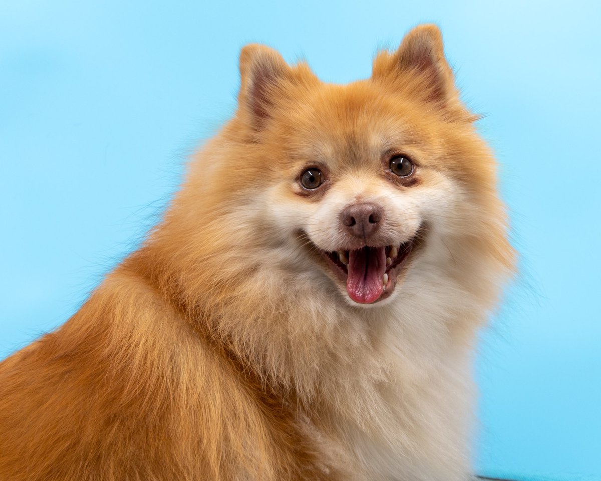 andreiagrooming's tweet photo. Bobby, adora fazer fotos é só pegar a 📷 câmera e um click 🐾🐾✨

#palmbeachgardens #bocaratonfl #bocaratonlife #bocaratonflorida #bocaraton #doggydaycare #dogboarding #doggiedaycare #tosadores #petgroomer #petstore #crechecanina #groomigdog #petshopfloripa #petcenter https://t.co/AGc2JMoyNM